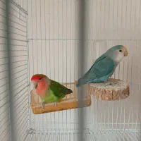 کوتوله برزیلی مولد