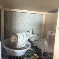 کبوتر جفتگاه طوقی چپ سار سرور کله کلاغ گرینچیک