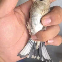 سهره
