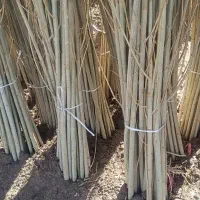 ارقام نهال های های صنوبر اسرائیلی کبوده