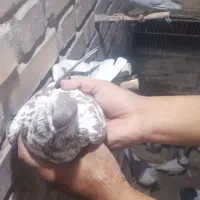 کبوتر|پرنده|فریمان, |دیوار