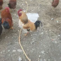 خروس محلی|حیوانات مزرعه|نوشین شهر, |دیوار