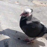 یک کبوتر  شازده سبز نر