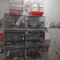 مرغ مینا طوطی برزیلی عروس هلندی مرغ عشق|پرنده|کرمانشاه, |دیوار