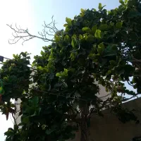 گارنگی