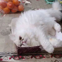 گربه