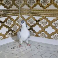 کبوتر بدرنگ .دمگیر|پرنده|شاهین‌شهر, گزبرخوار|دیوار