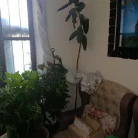 فروش گلهای زینتی|گل و گیاه طبیعی|یاسوج, |دیوار