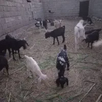 بز فروشی