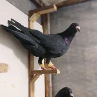 کفتر کرمونی