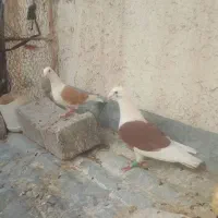 یه  جفت پشت سرخ و پشت زرد  پلاکی آلمانی