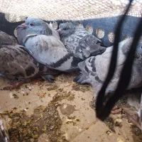 کفتر چایی فروشی