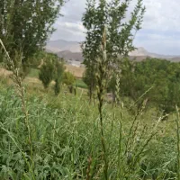 زمین-کشاورزی-جهت-اجاره