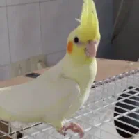 فروش استثنایی بلک فرایدی عروس هلندی|پرنده|تربت جام, فاز ۱ فرهنگیان|دیوار