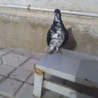 خوشرنگ سیاه ماده|پرنده|شیراز, شهرک مهدی‌آباد|دیوار