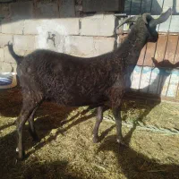 مورسیا نر (بافق)