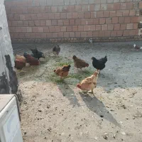 مرغ و خروس محلی|حراج|کلاله, |دیوار