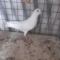 ۸عدد کفتر قریب گیری