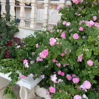 خط همراه اول