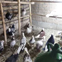 کفتر عالی