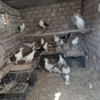 کبوتر صده همه مدل|پرنده|سبزوار, نواب صفوی|دیوار