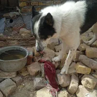 سگ نگهبان فقط۸۰۰