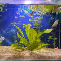 اکواریوم بک سامپ شرکتی و دست ساز