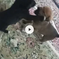 سگگ|سگ|جیرفت, |دیوار