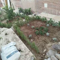 خدمات‌ حرفه ای باغبانی،باغچه‌کاری،تعویض‌خاک‌گلدان|خدمات باغبانی و درختکاری|تهران, زرگنده|دیوار