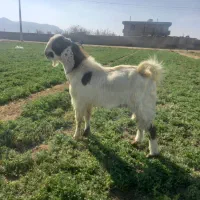 فروش پازن چپش دوبرو و یک میش بختیاری ملحه سوز|حیوانات مزرعه|بانش, |دیوار