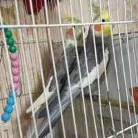 عروس هلندی کار داده|پرنده|مشهد, شهرک مهرگان|دیوار