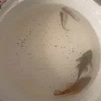لجنخوار اسپرت