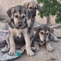 سگ پژدر کردی .عراقی. سرابی . نگهبان