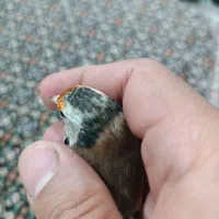 سهره دورگ پلاک پا.قناری.مرغ عشق.فنج|پرنده|شیراز, گل سرخ|دیوار