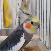 فروش جفت عروس هلندی جوجه داده|پرنده|چابکسر, |دیوار