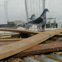 اصل جنس|حیوانات|گناباد, |دیوار