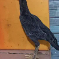 جوجه لاری|حیوانات مزرعه|مشکیندشت, |دیوار