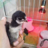 حراج جوجه گلین عشایری زیر مرغی سینه سوزنی 24روزه|حیوانات مزرعه|بومهن, |دیوار