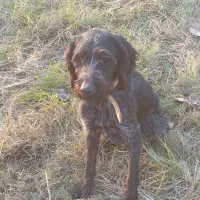 سگ شکاری وارداتی ماده|سگ|دابودشت, |دیوار