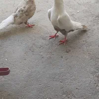 سرور دم سفید نر