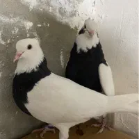کفتر نر وماده طوقی بهبونی|پرنده|شیراز, معالی‌آباد|دیوار