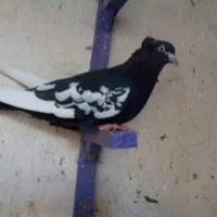 کبوتر|پرنده|شیراز, شیخ علی چوپان|دیوار
