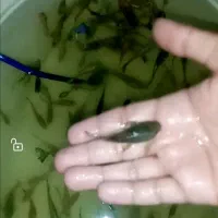 ماهی  گوپی|ماهی|تربت‌حیدریه, باغ سلطانی|دیوار