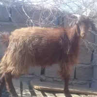 گیسه