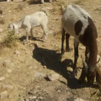 بز کهره دار|حیوانات مزرعه|شیراز, شاپورجان|دیوار