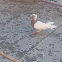 پرنده نر