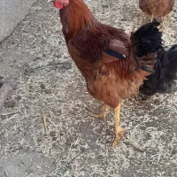 خروس ۵۰۰|حیوانات مزرعه|شیروان (خراسان), |دیوار