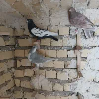 کبوتر بهبهانی بزن|پرنده|شیراز, کرونی(خاتونک)|دیوار