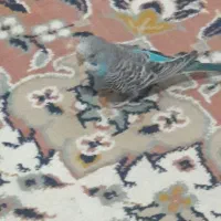 مرغ عشق سالم و بازیگوش|پرنده|سبزوار, توحیدشهر|دیوار