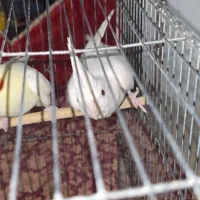 عروس هلندی|پرنده|یزد, |دیوار